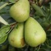 Pear Invincible ('Delwinor') 2 Pear Invincible ('Delwinor') -Herbalife Shop pl2000048936