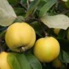 Quince 'Serbian Gold' -Herbalife Shop pl2000048942