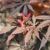 Acer Palmatum 'Sumi-nagashi' -Herbalife Shop pl2000048943