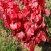 Acer Rubrum Red Sunset ('Franksred') -Herbalife Shop pl2000048944