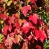 Acer Rubrum 'Scanlon' 1 Acer Rubrum 'Scanlon' -Herbalife Shop pl2000048945