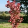 Acer Rubrum 'Sun Valley' 1 Acer Rubrum 'Sun Valley' -Herbalife Shop pl2000048946