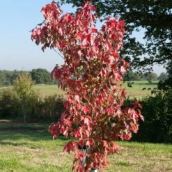 Acer Rubrum 'Sun Valley'