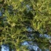 Alnus Glutinosa 'Imperialis' -Herbalife Shop pl2000048948