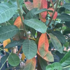 Amelanchier Canadensis 'Rainbow Pillar'