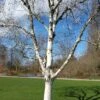 Betula Utilis Subsp. Jacquemontii 'Silver Shadow' -Herbalife Shop pl2000048951