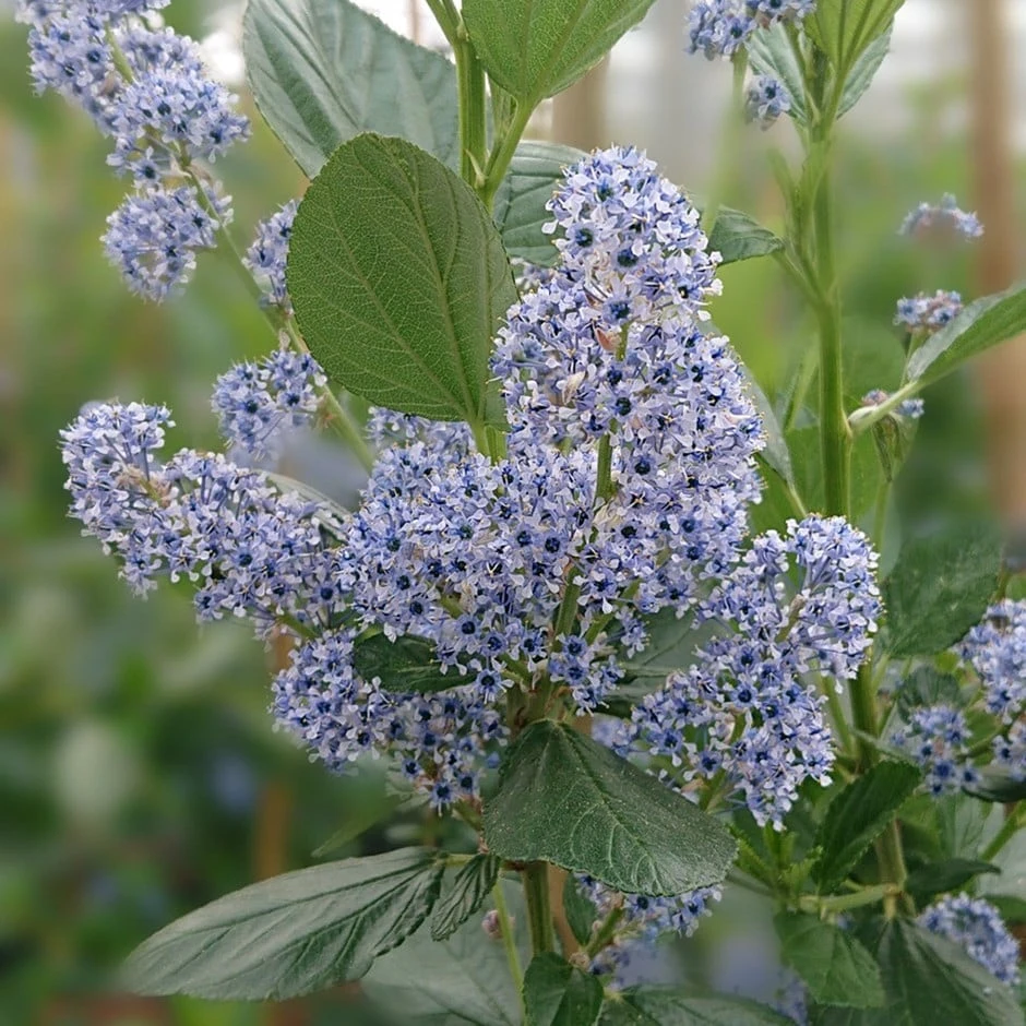 Ceanothus Arboreus 'Trewithen Blue' 3 Ceanothus Arboreus 'Trewithen Blue'