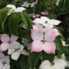 Cornus Kousa 'Teutonia' -Herbalife Shop pl2000048957