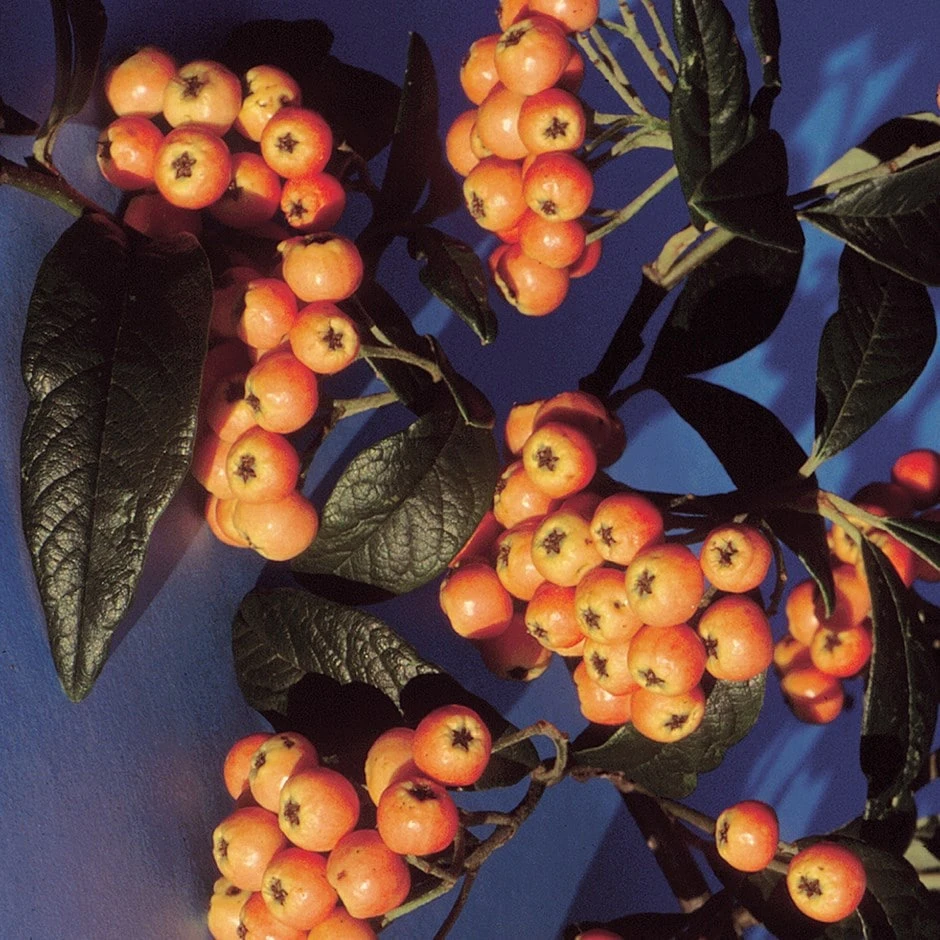 Cotoneaster Salicifolius 'Exburiensis' 3 Cotoneaster Salicifolius 'Exburiensis'