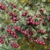 Crataegus Schraderiana -Herbalife Shop pl2000048960