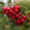 Crataegus Succulenta 'Jubilee' (PBR) -Herbalife Shop pl2000048961