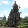 Fagus Sylvatica 'Purple Fountain' -Herbalife Shop pl2000048965