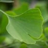 Ginkgo Biloba 'Gold Spire' ('Blagon') -Herbalife Shop pl2000048967