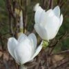 Magnolia 'Joli Pompon' 1 Magnolia 'Joli Pompon' -Herbalife Shop pl2000048971