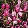 Magnolia Shirazz ('Vulden') 1 Magnolia Shirazz ('Vulden') -Herbalife Shop pl2000048972