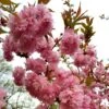 Prunus 'Asano' 1 Prunus 'Asano' -Herbalife Shop pl2000048978