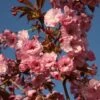 Prunus 'Hokusai' -Herbalife Shop pl2000048981
