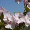Prunus 'Mikuruma-gaeshi' -Herbalife Shop pl2000048983