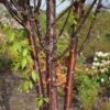 Prunus Serrula 'Branklyn' -Herbalife Shop pl2000048985
