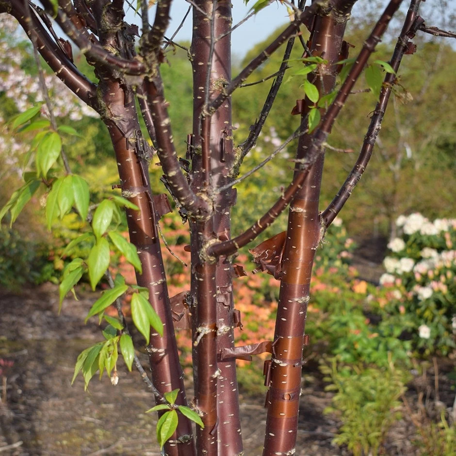 Prunus Serrula 'Branklyn' 3 Prunus Serrula 'Branklyn'