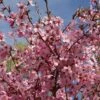 Prunus 'Shosar' -Herbalife Shop pl2000048986