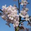 Prunus 'Tiltstone Hellfire' 1 Prunus 'Tiltstone Hellfire' -Herbalife Shop pl2000048987