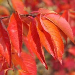 Prunus 'Tiltstone Hellfire' -Herbalife Shop pl2000048987 card2 lg