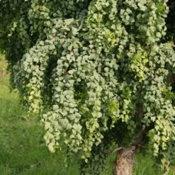 Robinia Pseudoacacia 'Lace Lady' (PBR) -Herbalife Shop pl2000048988 card2 lg
