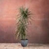 Dracaena Marginata 'Tricolor' -Herbalife Shop pl2000048989
