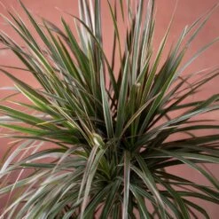 Dracaena Marginata 'Tricolor' -Herbalife Shop pl2000048989 card3 lg
