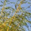 Salix Alba 'Tristis' -Herbalife Shop pl2000048990