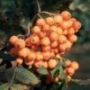 Sorbus 'Croft Coral' -Herbalife Shop pl2000048993