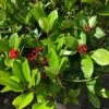 Skimmia Japonica 'Redruth' (female) -Herbalife Shop pl2000049084