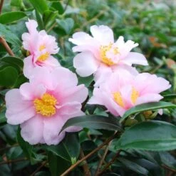 Camellia 'Winter's Toughie' 6 Camellia 'Winter's Toughie' -Herbalife Shop pl2000049099 card2 lg