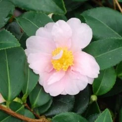 Camellia 'Winter's Toughie' 7 Camellia 'Winter's Toughie' -Herbalife Shop pl2000049099 card3 lg