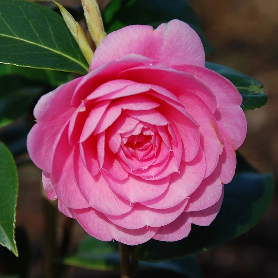 Camellia × Williamsii 'E.G. Waterhouse' 3 Camellia × Williamsii 'E.G. Waterhouse'