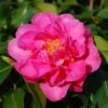 Camellia × Williamsii 'Señorita' -Herbalife Shop pl2000049101