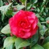 Camellia × Williamsii 'Les Jury' 1 Camellia × Williamsii 'Les Jury' -Herbalife Shop pl2000049102