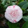 Camellia × Williamsii 'Lavinia Maggi' -Herbalife Shop pl2000049103