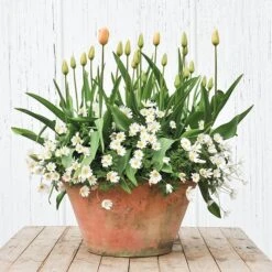 Lucca Terracotta Pot -Herbalife Shop pr2000012805 card4 lg