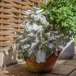 Lucca Terracotta Pot -Herbalife Shop pr2000012805 card8 lg