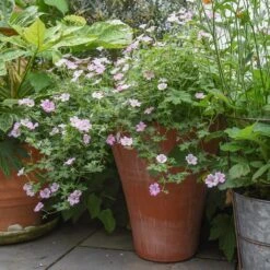 Empoli Terracotta Lily Pot -Herbalife Shop pr2000012808 card4 lg