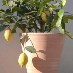 Empoli Terracotta Lily Pot -Herbalife Shop pr2000012808 card6 lg