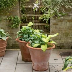 Terracotta Arc Pot -Herbalife Shop pr2000016942 card5 lg