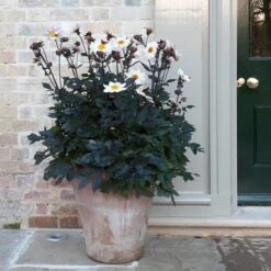 Terracotta Arc Pot -Herbalife Shop pr2000016942 card7 lg