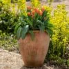 Terracotta Tulip Pot -Herbalife Shop pr2000017349
