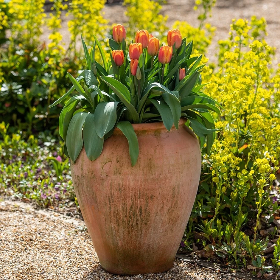 Terracotta Tulip Pot 3 Terracotta Tulip Pot