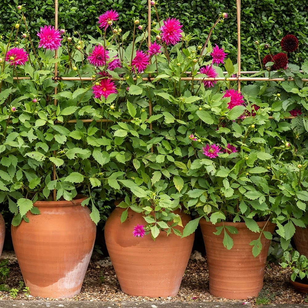 Terracotta Tulip Pot 4 Terracotta Tulip Pot - Image 2