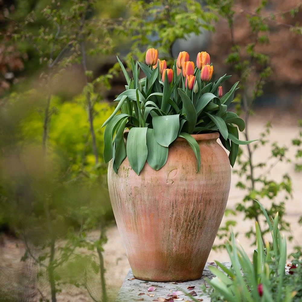 Terracotta Tulip Pot 5 Terracotta Tulip Pot - Image 3