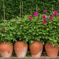 Terracotta Tulip Pot 16 Terracotta Tulip Pot -Herbalife Shop pr2000017349 card5 lg